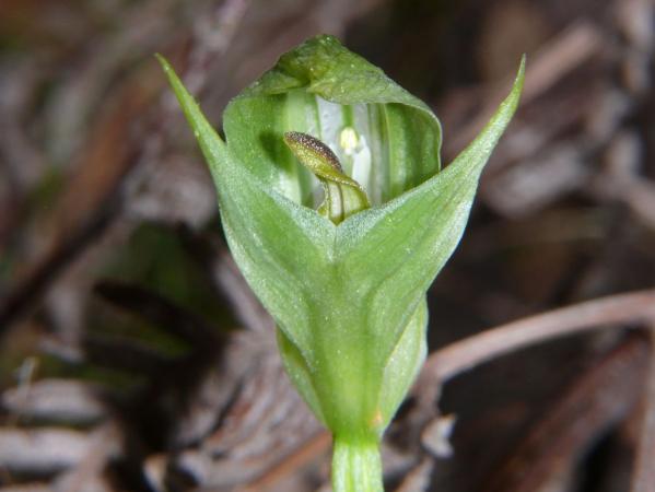 Pterostylis curta - Blunt Greenhood.jpg